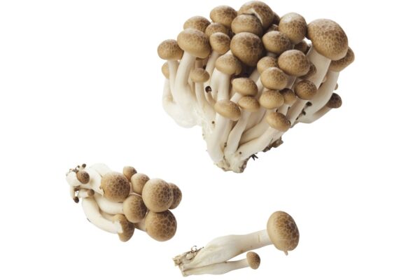 Bundelzwam bruin per 150 gram