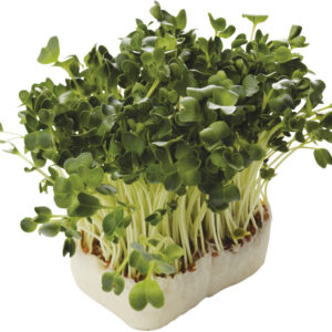 Daikon cress per doos