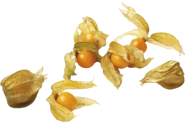 Kaapse Kruibessen / physalis ds 100gr
