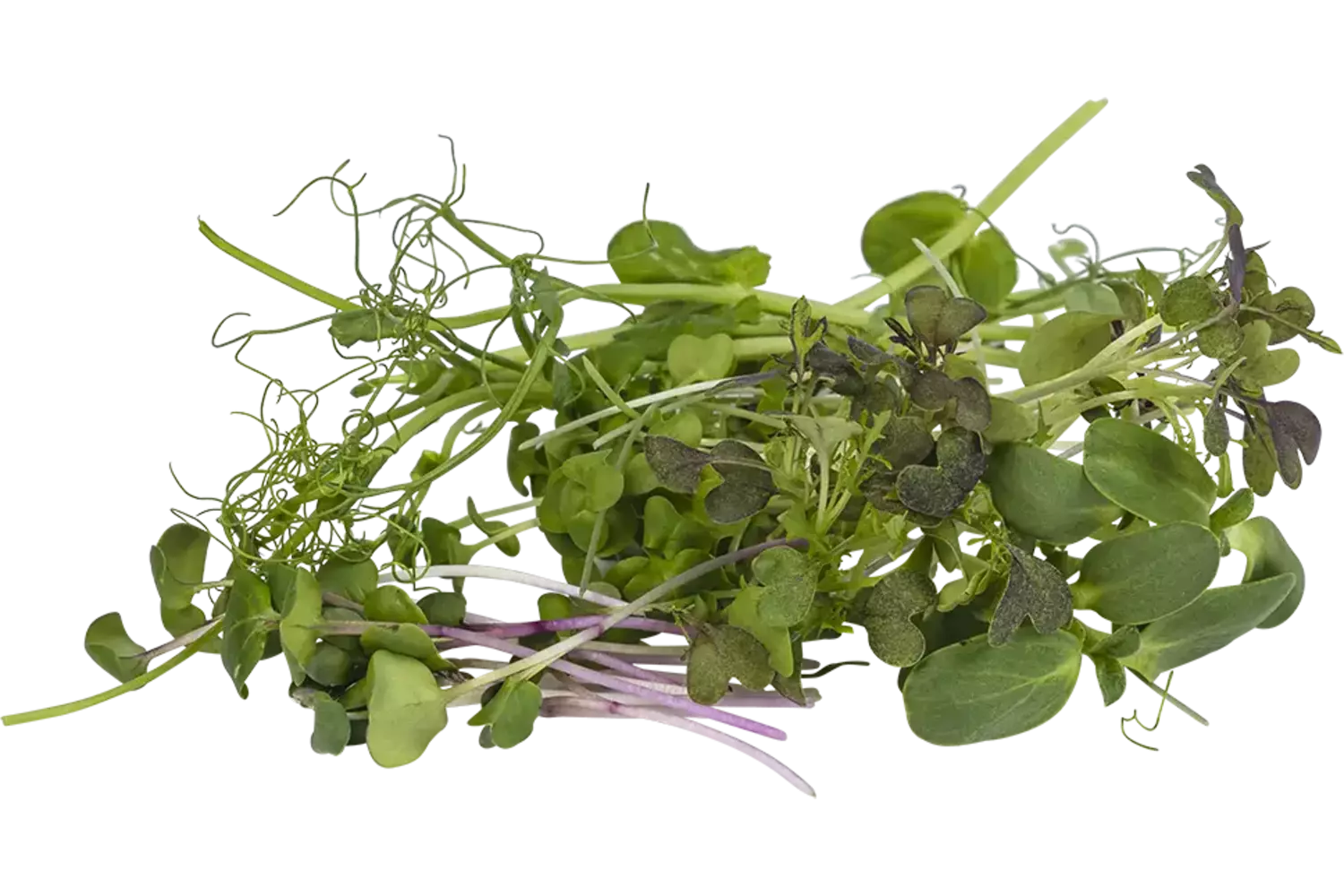 Daphne microgroenten - cress mix 7 soorten stuk - 50gr