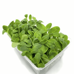 Daphne microgroenten - komkommerkruid - 40gram