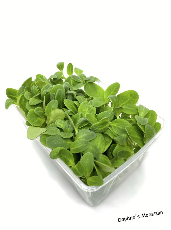 Daphne microgroenten - komkommerkruid - 40gram