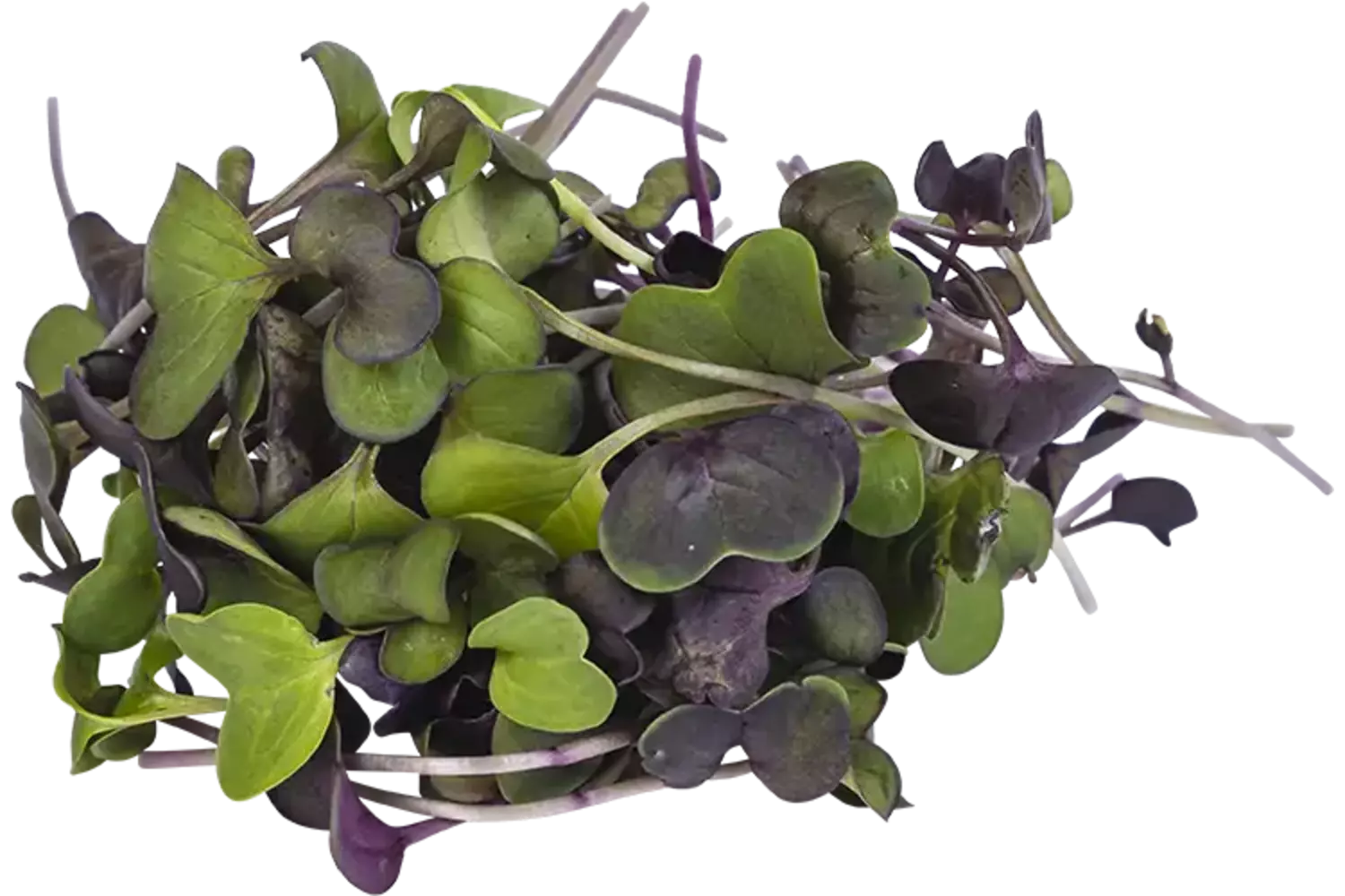 Daphne microgroenten - Sango cress - 50gr stuk